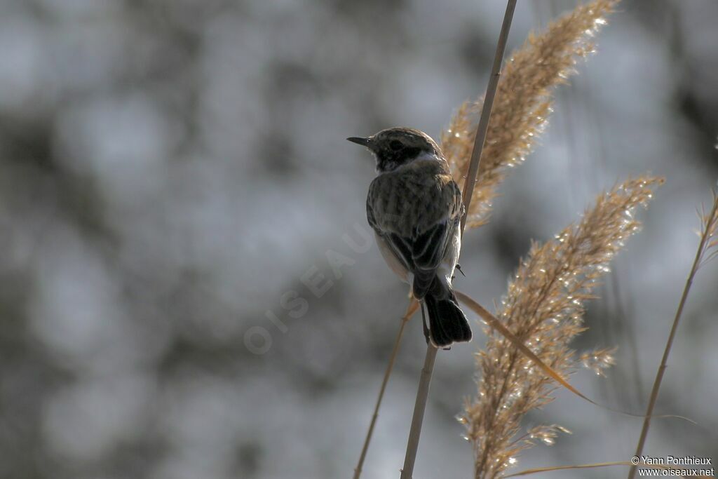 Siberian Stonechat