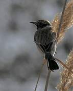 Siberian Stonechat