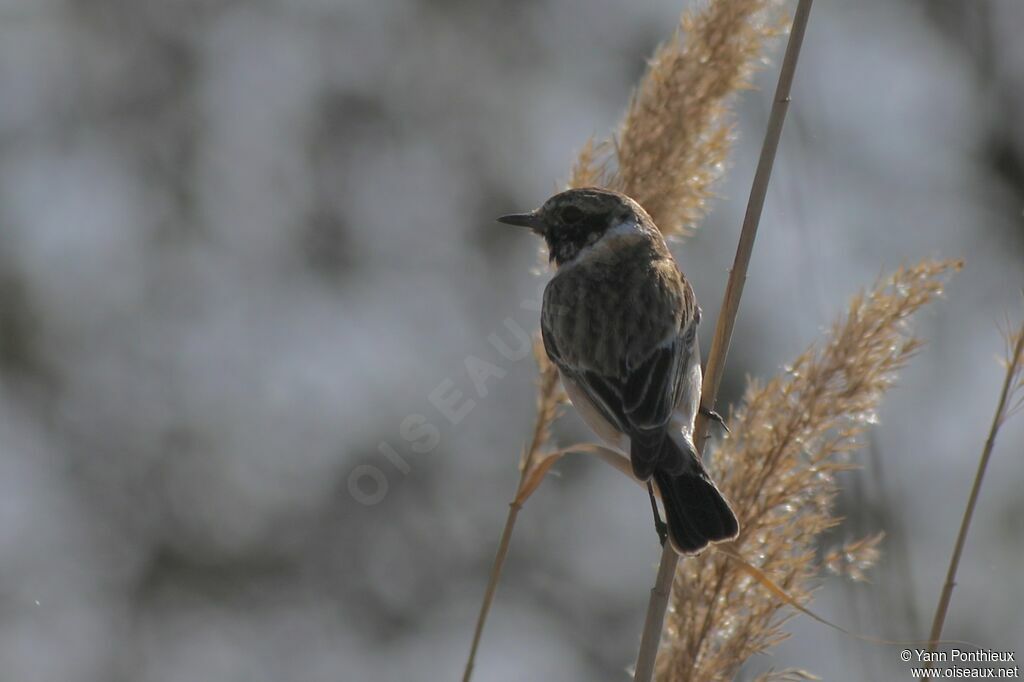 Siberian Stonechat