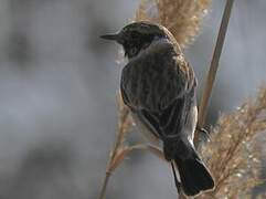 Siberian Stonechat