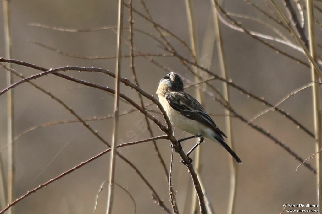 Siberian Stonechat