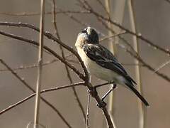 Siberian Stonechat