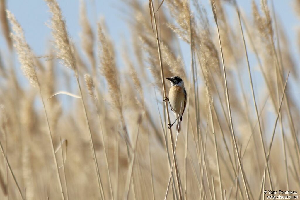 Siberian Stonechat