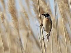 Siberian Stonechat