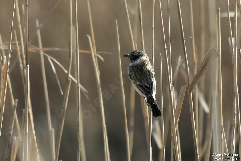 Siberian Stonechat