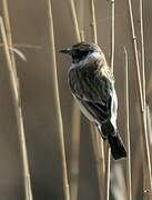 Siberian Stonechat