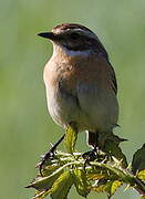 Whinchat