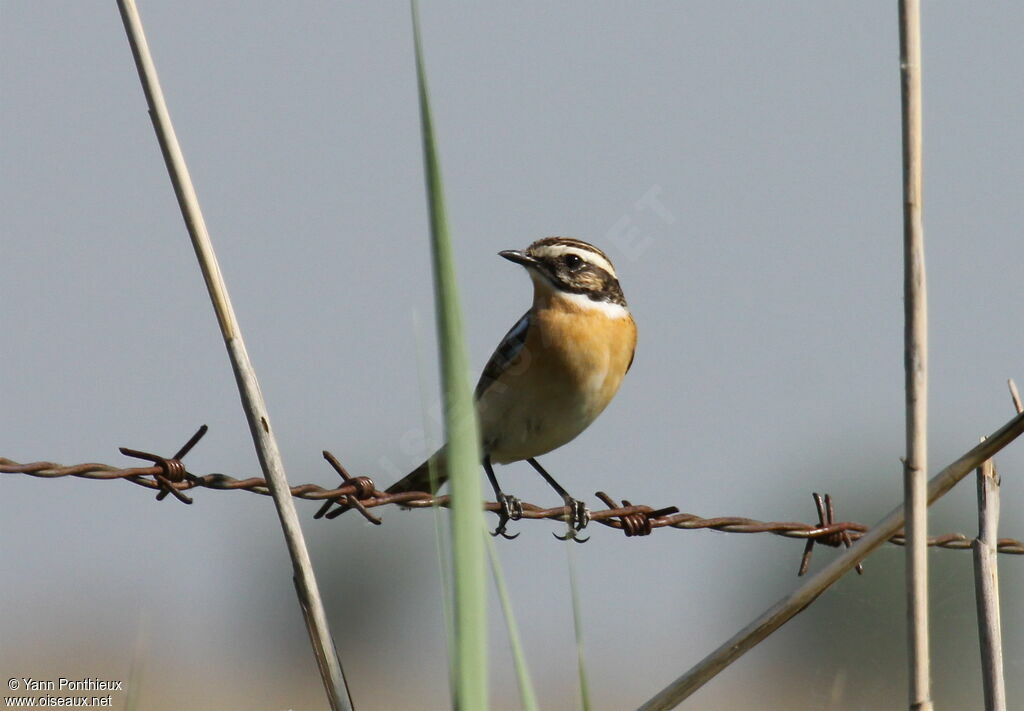 Whinchat male