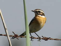 Whinchat