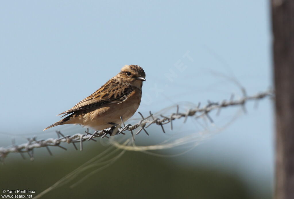 Whinchat