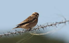 Whinchat