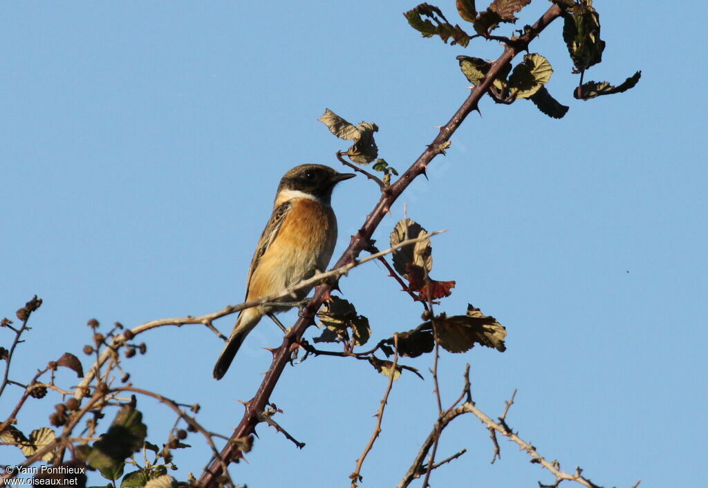 European Stonechat male adult