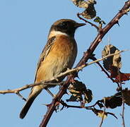 European Stonechat