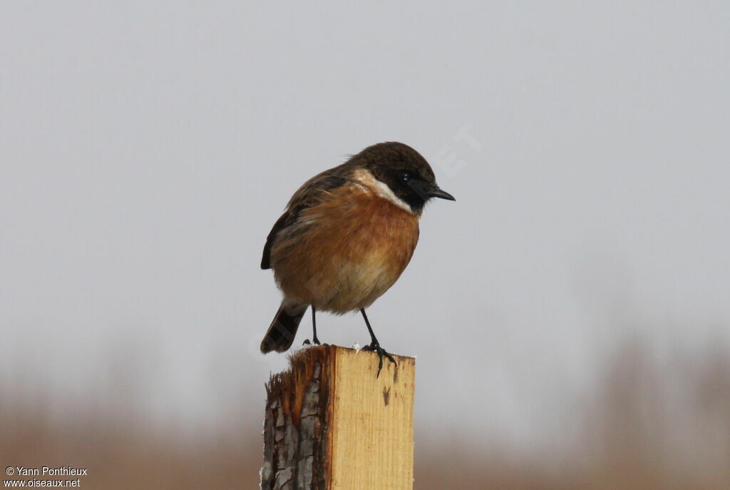 European Stonechat male adult post breeding