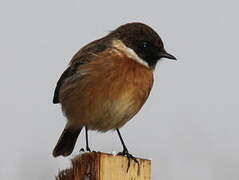 European Stonechat