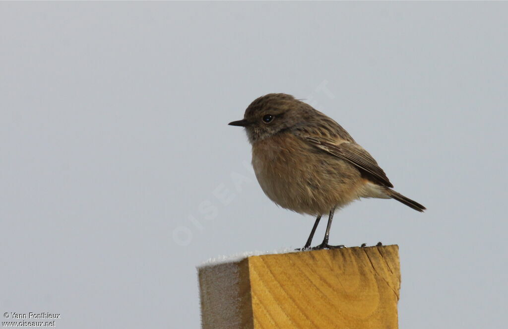 European Stonechat female