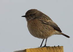 European Stonechat