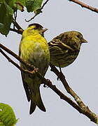 Eurasian Siskin