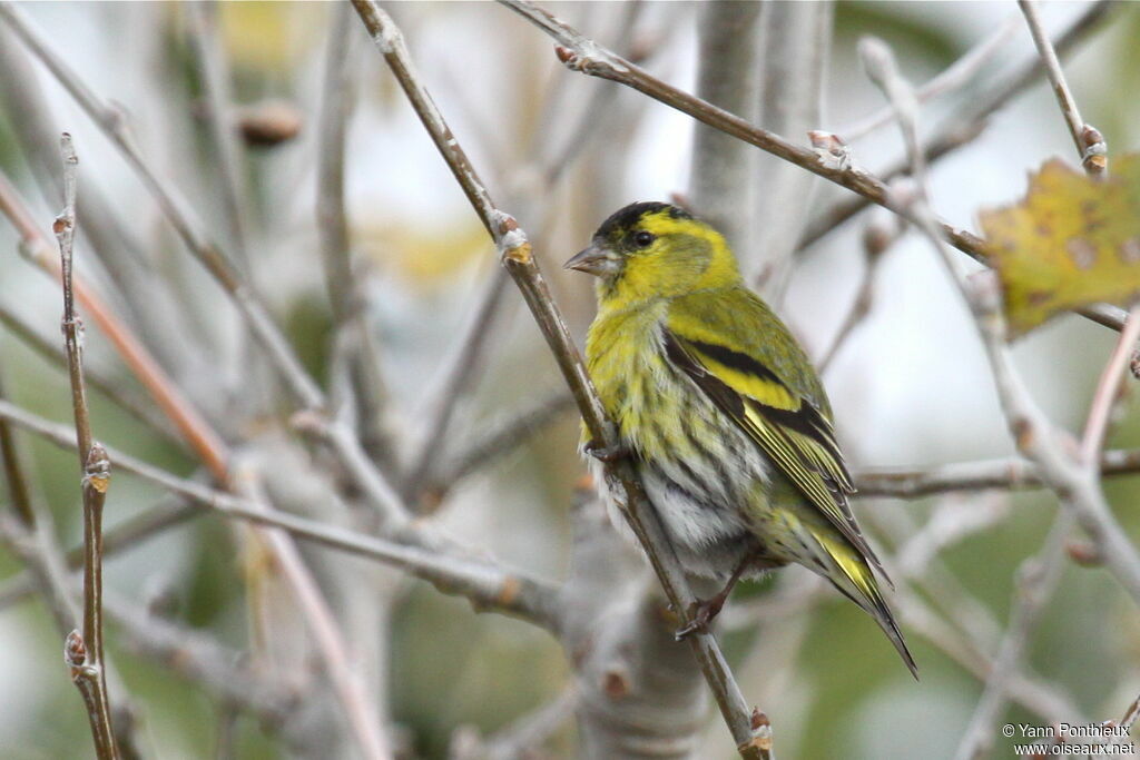 Eurasian Siskin