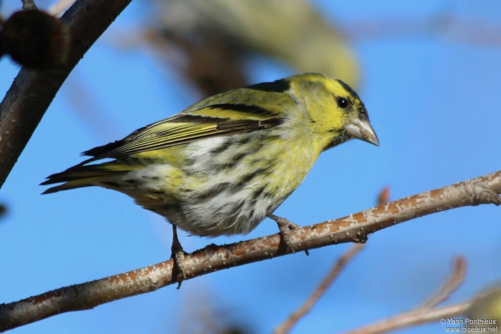 Eurasian Siskin