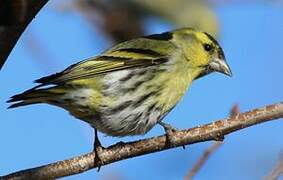 Eurasian Siskin