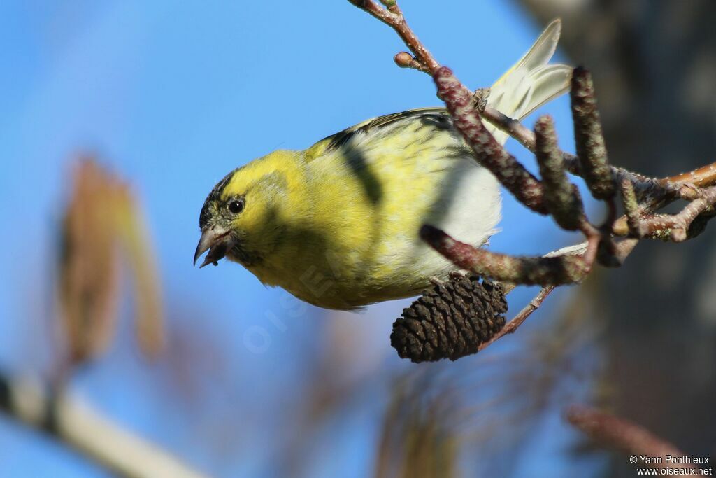 Eurasian Siskin