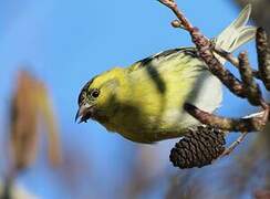 Eurasian Siskin