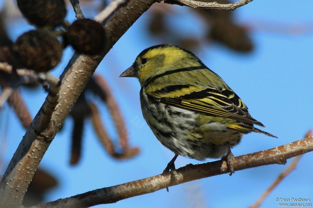 Eurasian Siskin