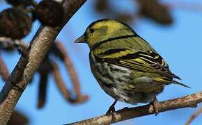 Eurasian Siskin