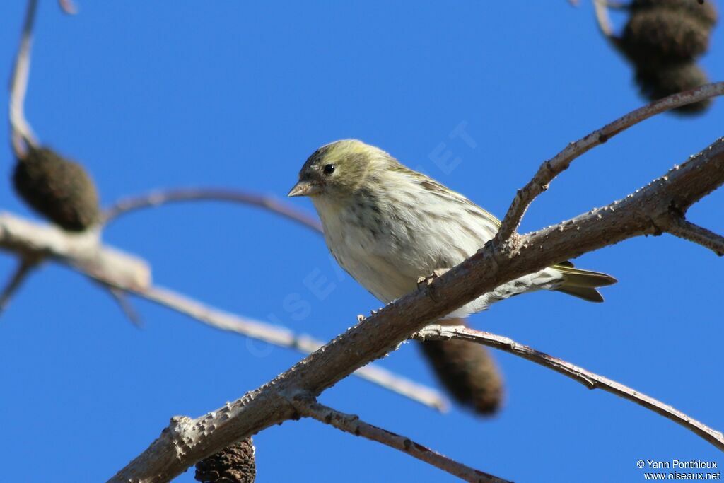 Eurasian Siskin