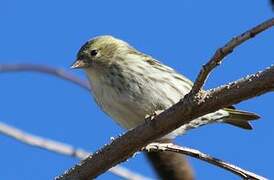 Eurasian Siskin