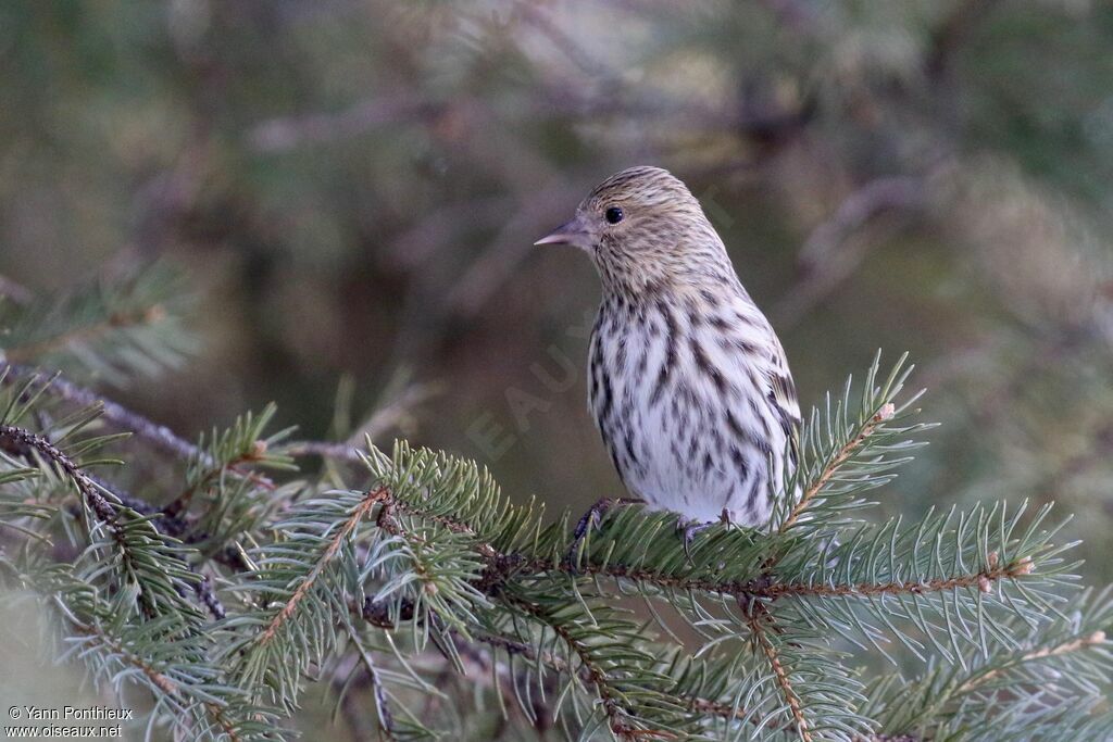 Pine Siskin