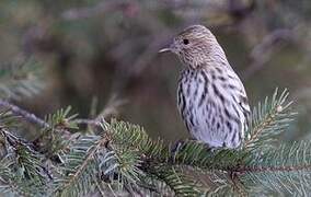 Pine Siskin