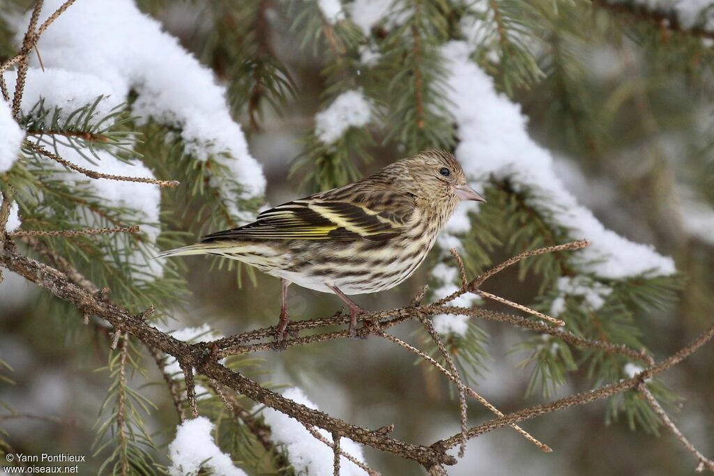 Pine Siskin