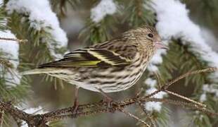 Pine Siskin