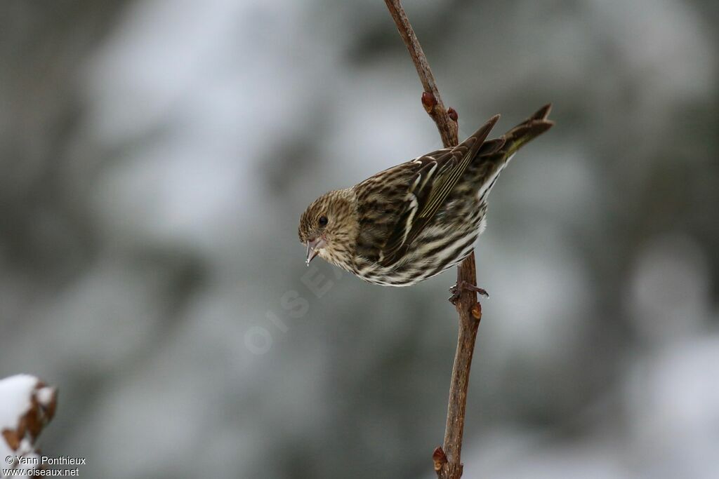 Tarin des pins