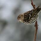 Tarin des pins