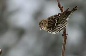 Pine Siskin