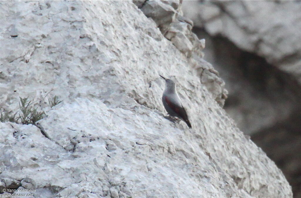 Wallcreeper