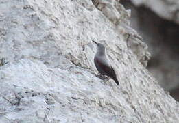 Wallcreeper