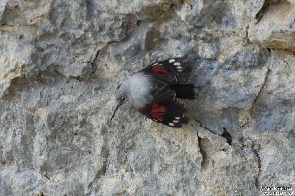 Wallcreeper