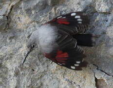 Wallcreeper