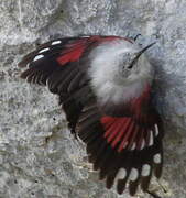 Wallcreeper