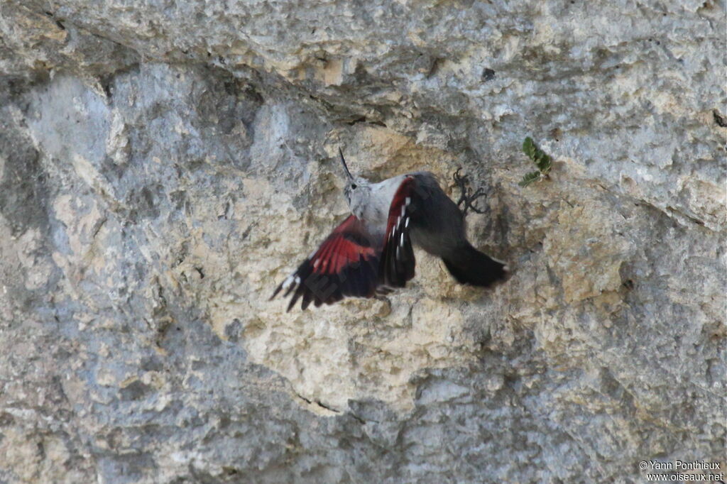 Wallcreeper