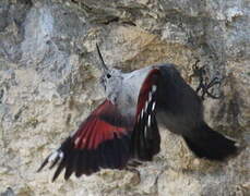 Wallcreeper