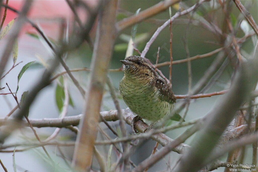 Eurasian Wryneck