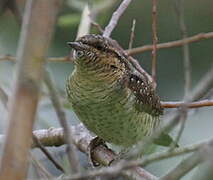 Eurasian Wryneck