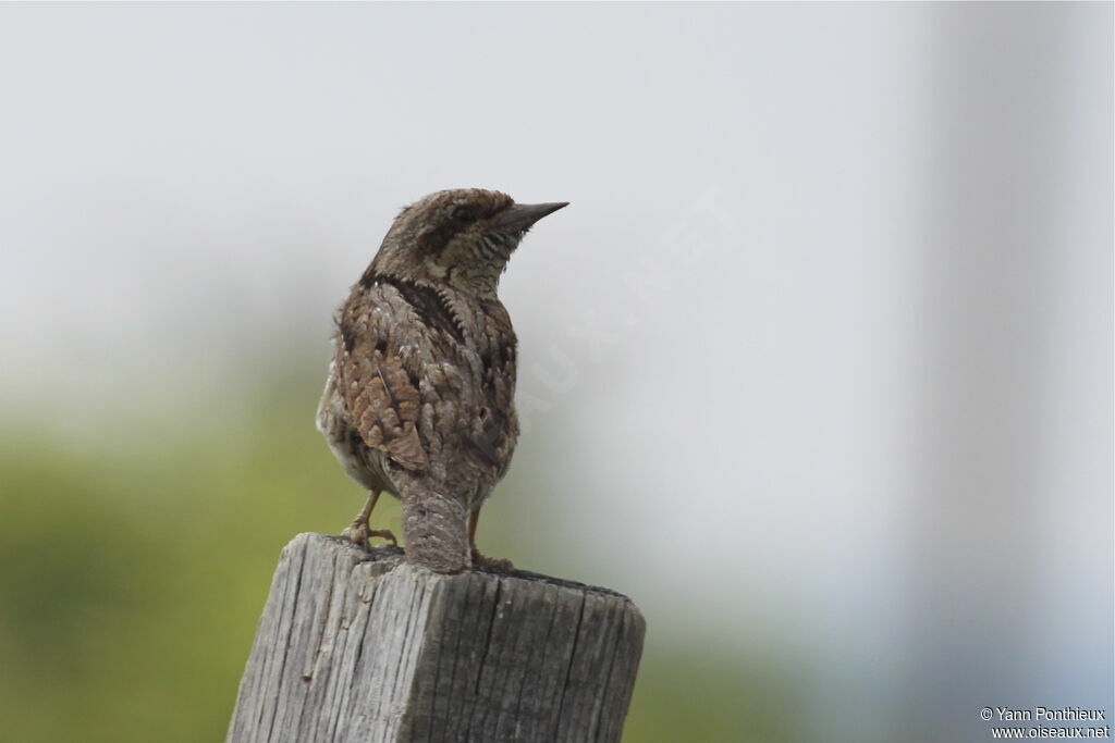 Eurasian Wryneck