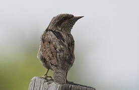 Eurasian Wryneck