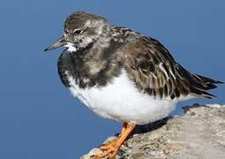 Ruddy Turnstone